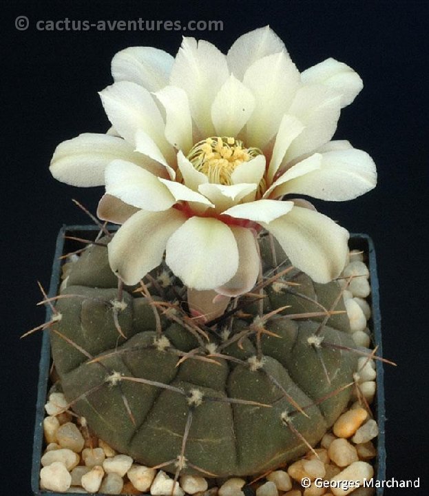 Gymnocalycium bodenbenderianum riojense ©Georges Marchand (PG, Argentina)
